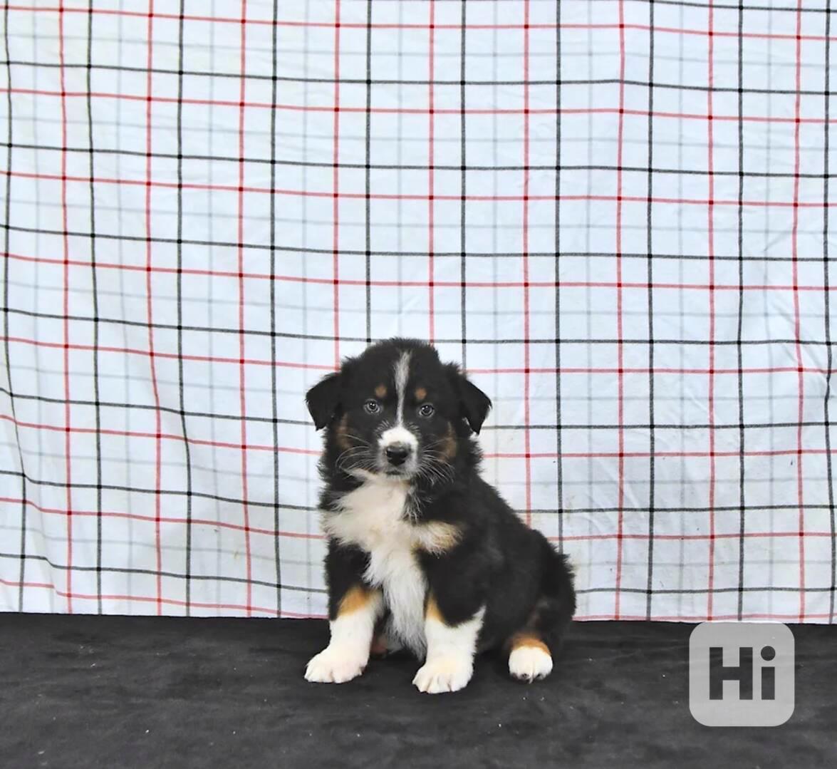 Štěňata australského ovčáka - foto 1