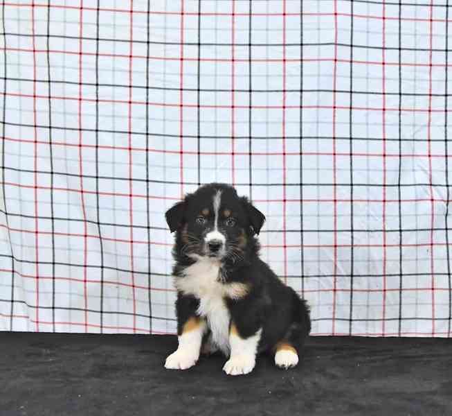 Štěňata australského ovčáka - foto 3