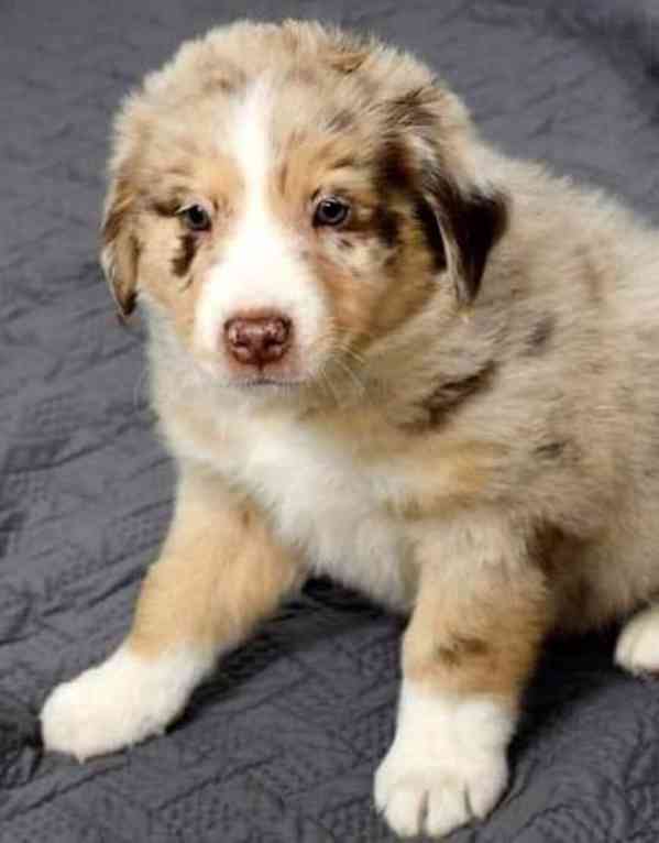 Štěňata australského ovčáka - foto 2