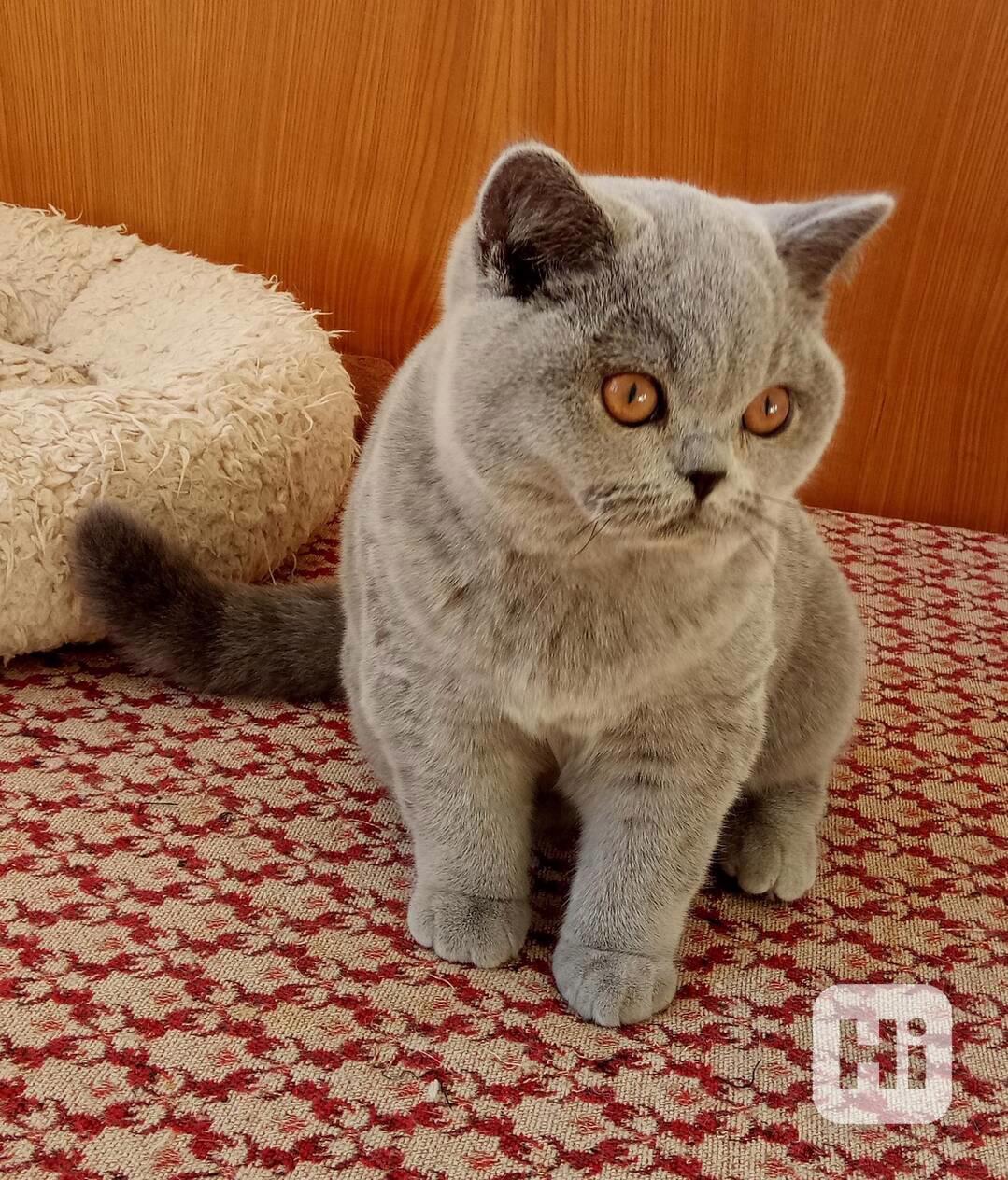 Britská modrá kočička s PP - foto 1