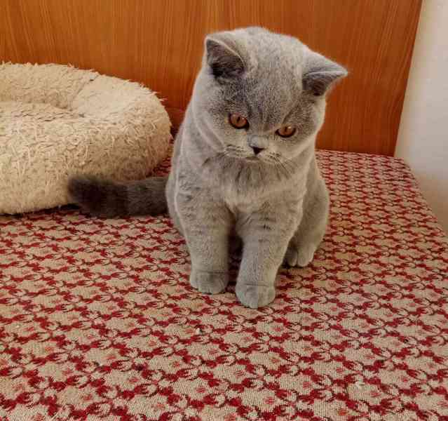 Britská modrá kočička s PP - foto 2