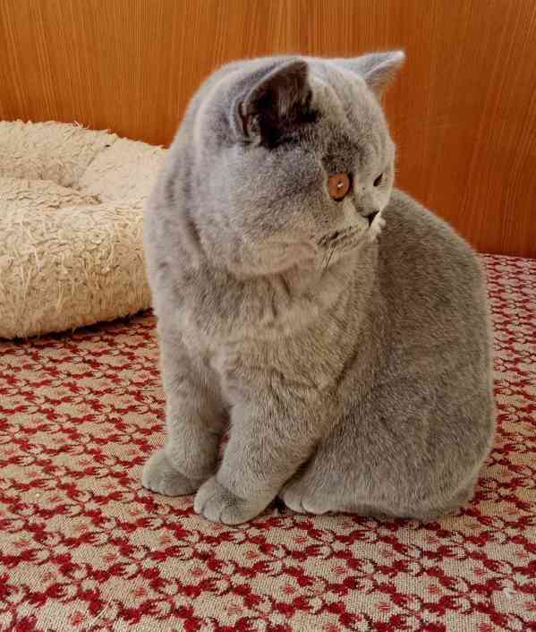 Britská modrá kočička s PP - foto 3