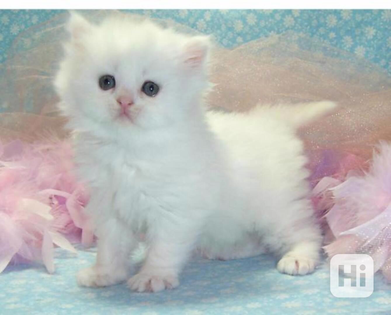 Perská koťata spp - foto 1