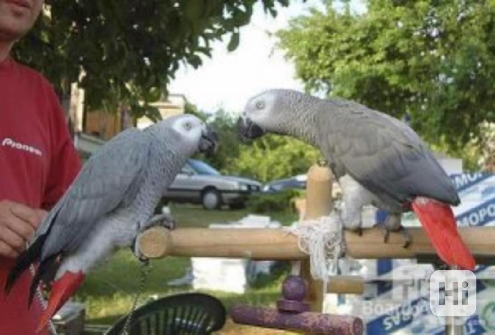 roztomilí a rozkošní papoušci afričtí šedí připraveni poznat - foto 1