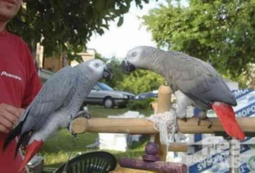 roztomilí a rozkošní papoušci afričtí šedí připraveni poznat