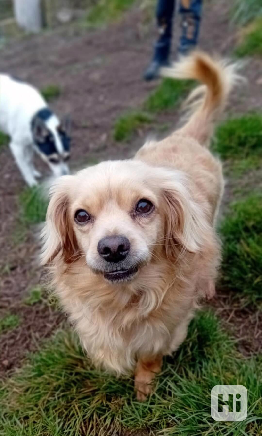 MILOUŠEK - 8 kg, kastrovaný psík 9 let  - foto 1