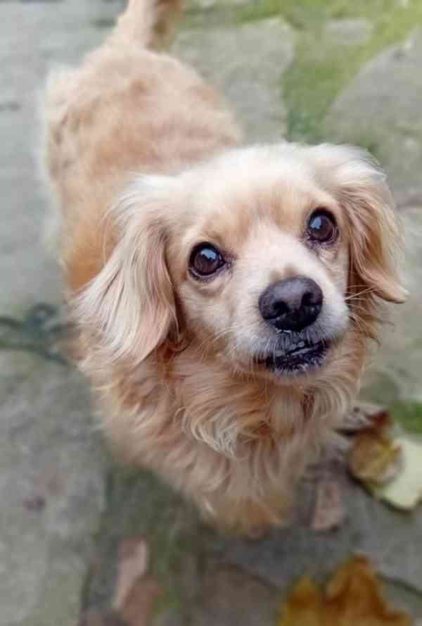 MILOUŠEK - 8 kg, kastrovaný psík 9 let  - foto 2