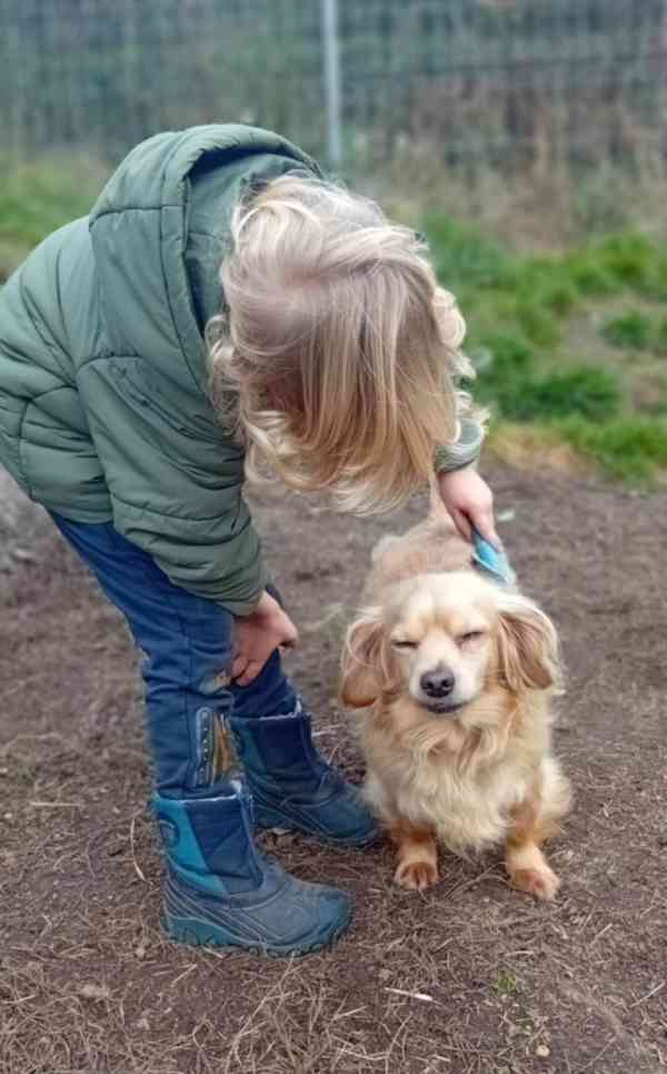 MILOUŠEK - 8 kg, kastrovaný psík 9 let  - foto 3