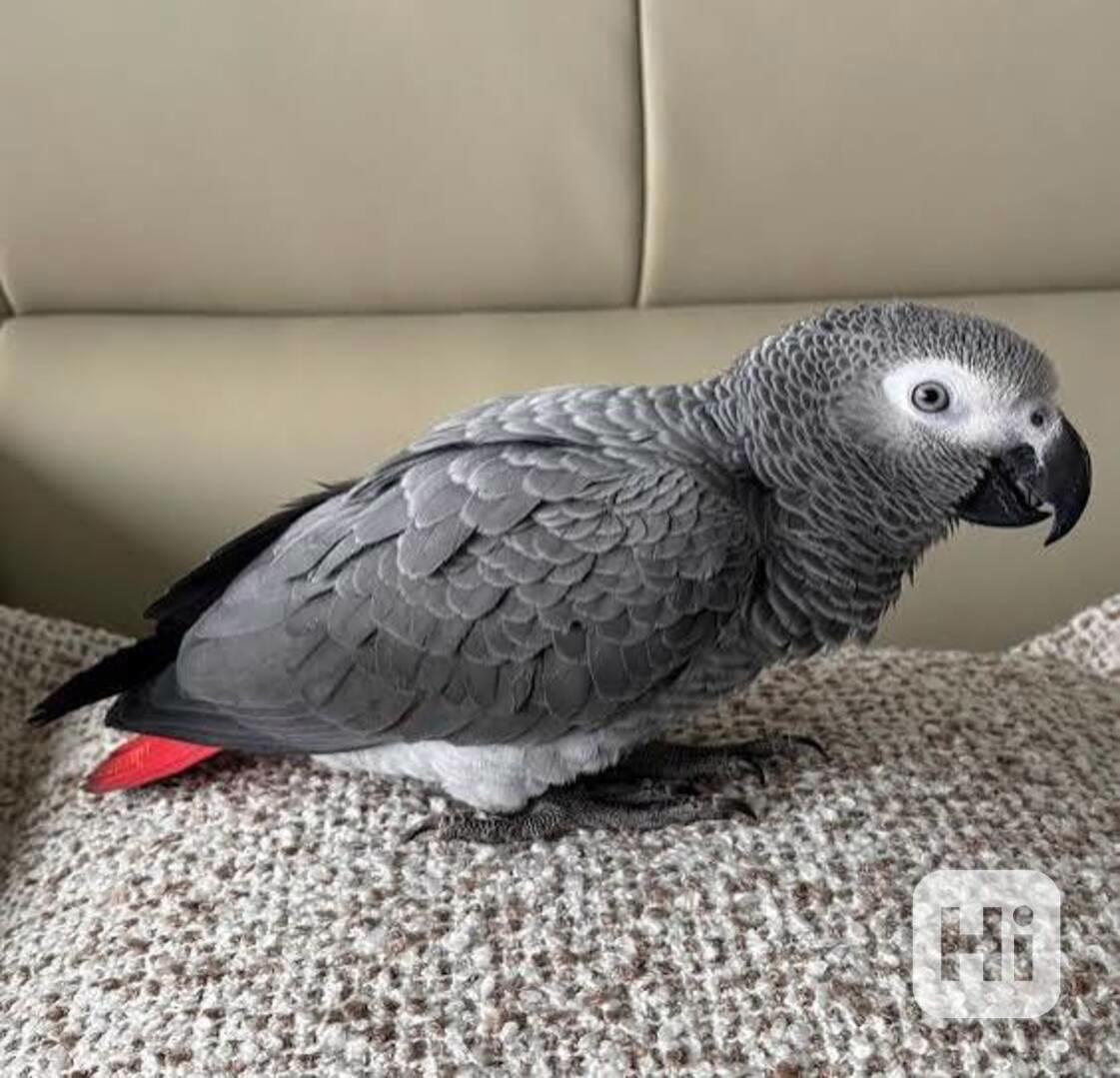 Prodám papouška šedého. - foto 1