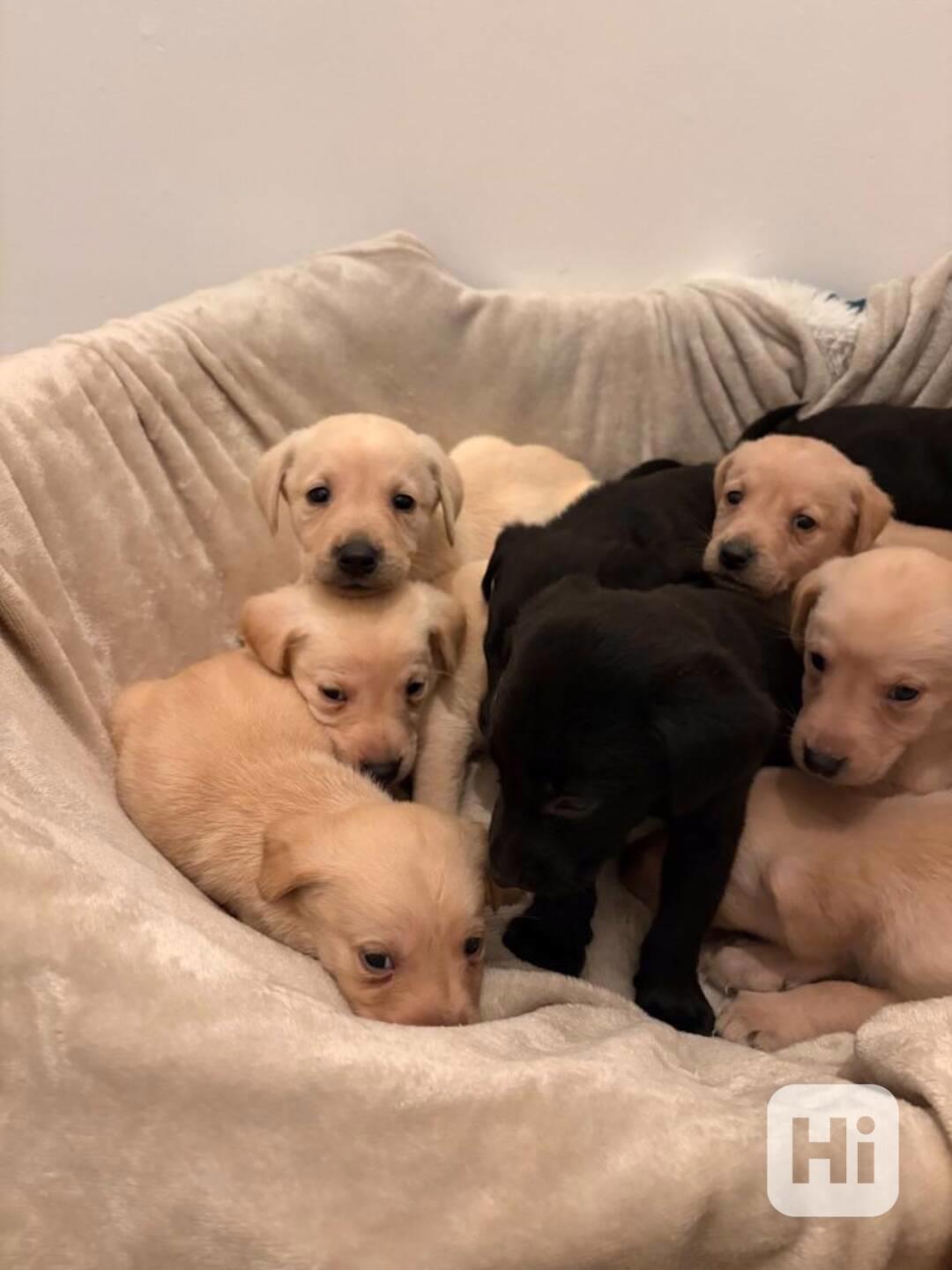 labradorský retrívr - foto 1