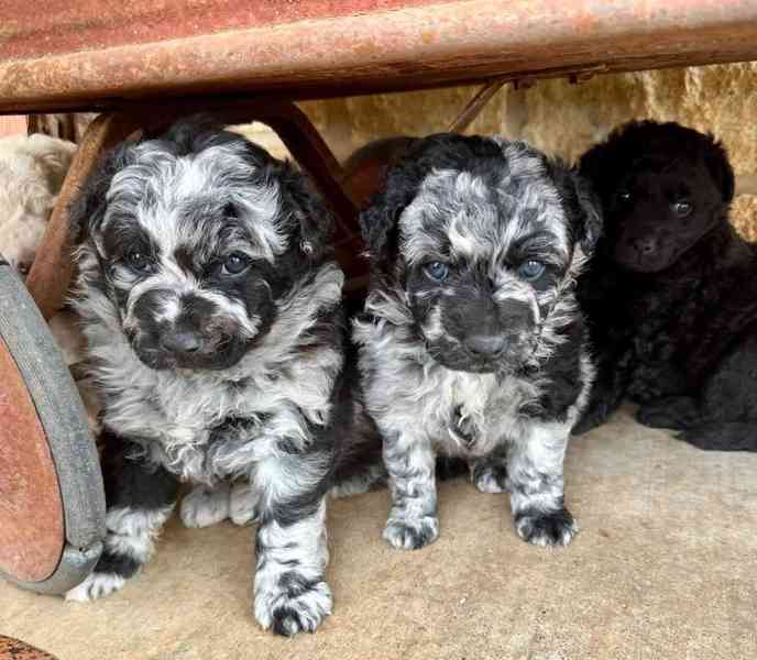 Roztomilá štěňata maďarského mudiho - foto 2