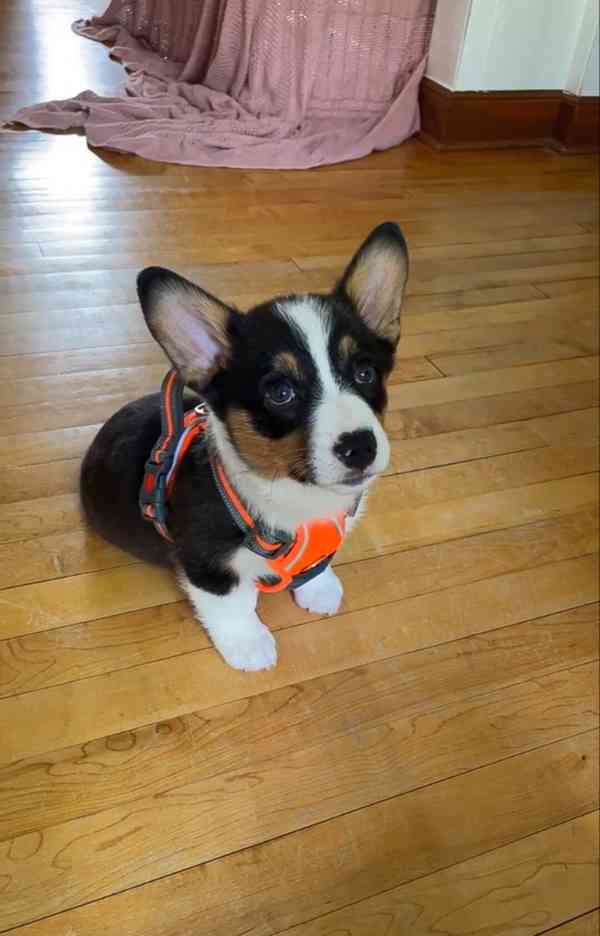  Dárek štěně welsh corgi k adopci zdarma - foto 1