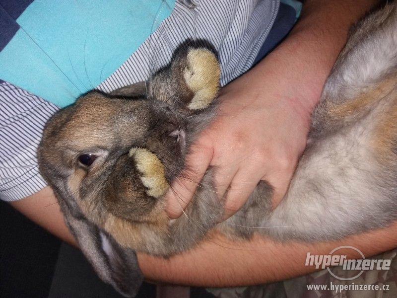Zakrslý králíček - foto 3
