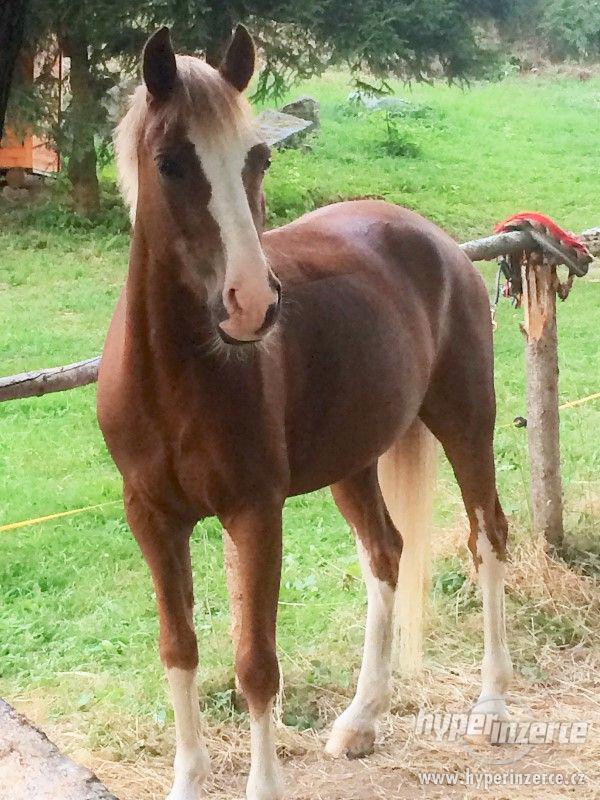 Vyjímečný sportovní pony kat. A na prodej - foto 4