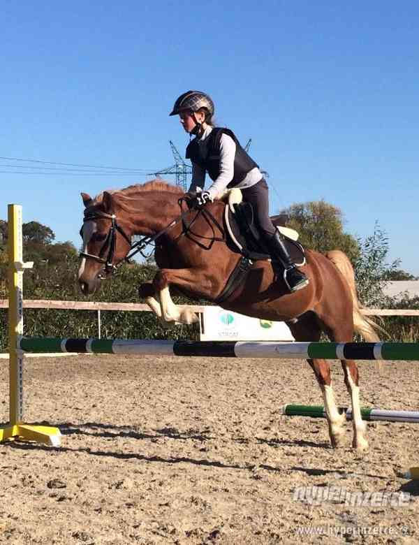Vyjímečný sportovní pony kat. A na prodej - foto 5