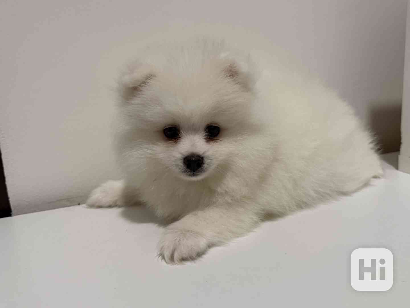 Německý špic malý s PP FCI  - foto 1