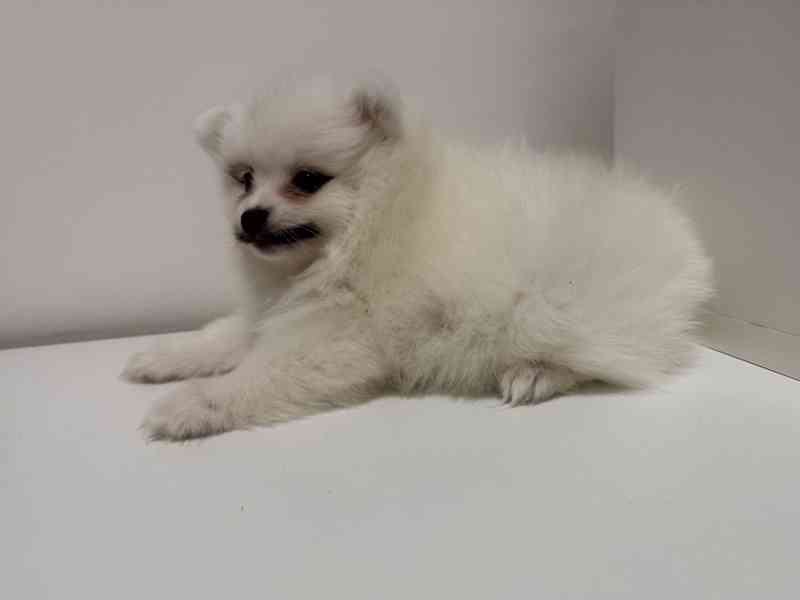 Německý špic malý s PP FCI  - foto 4