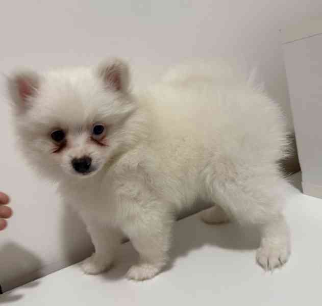 Německý špic malý s PP FCI  - foto 6