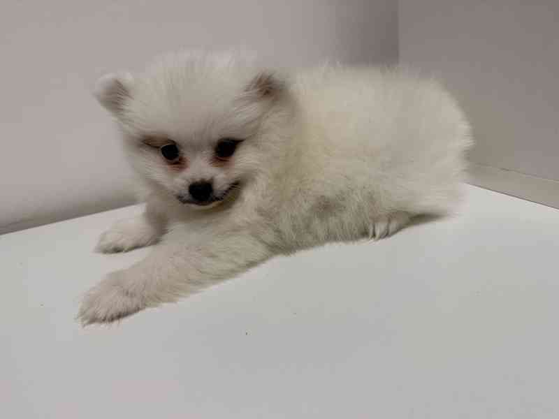 Německý špic malý s PP FCI  - foto 3