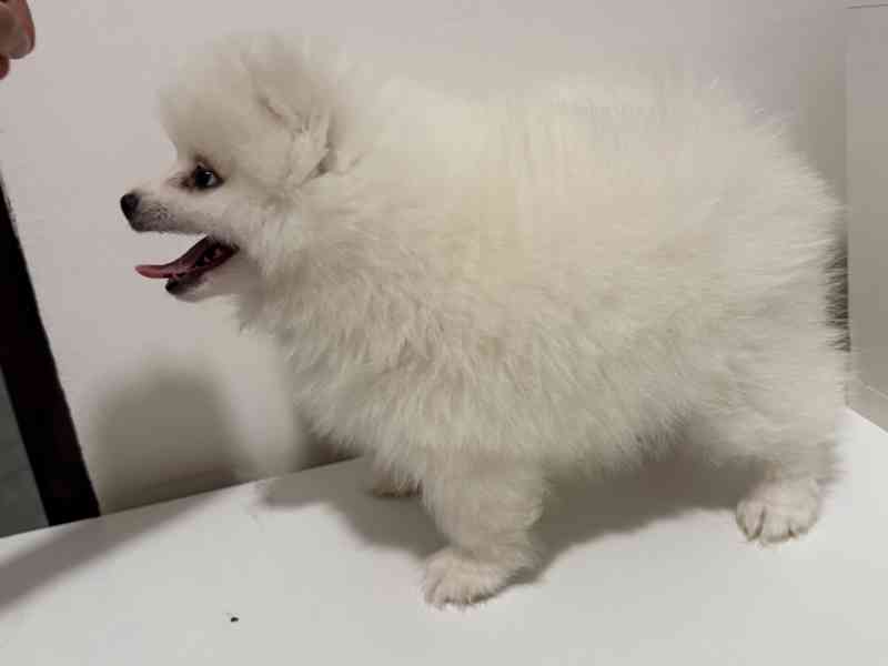 Německý špic malý s PP FCI  - foto 2