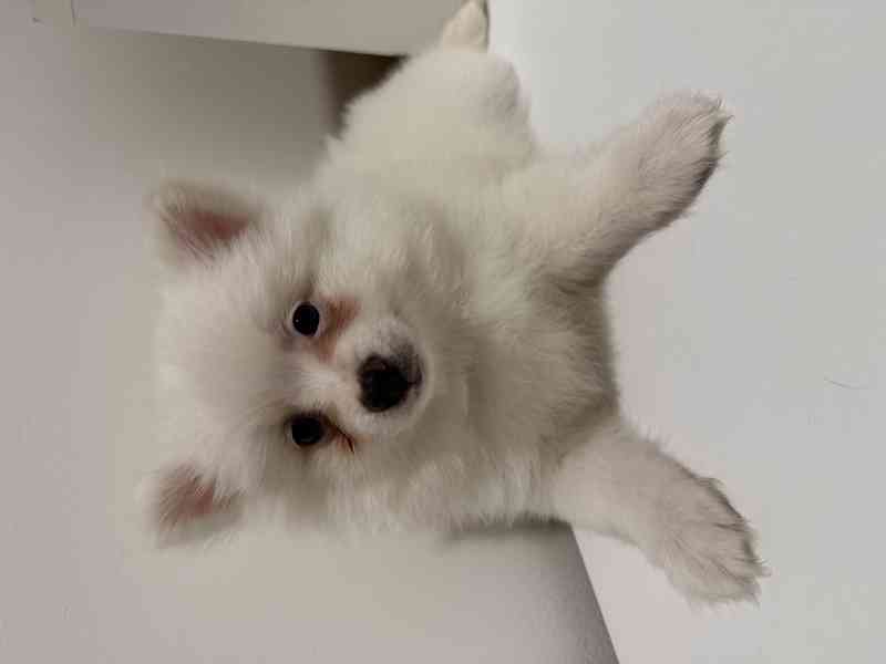 Německý špic malý s PP FCI  - foto 5