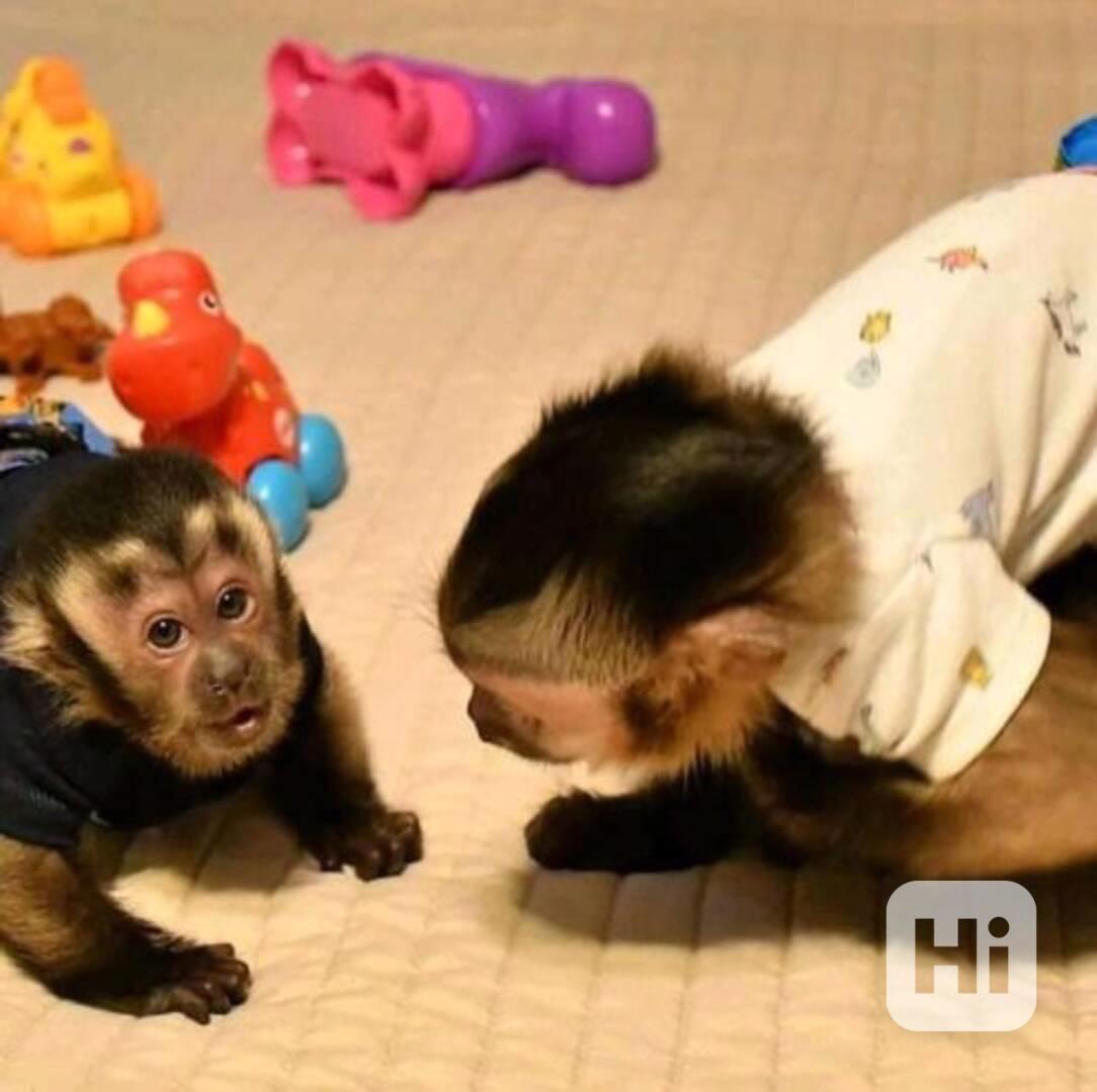 K dispozici samci a samice kapucínských opic. - foto 1