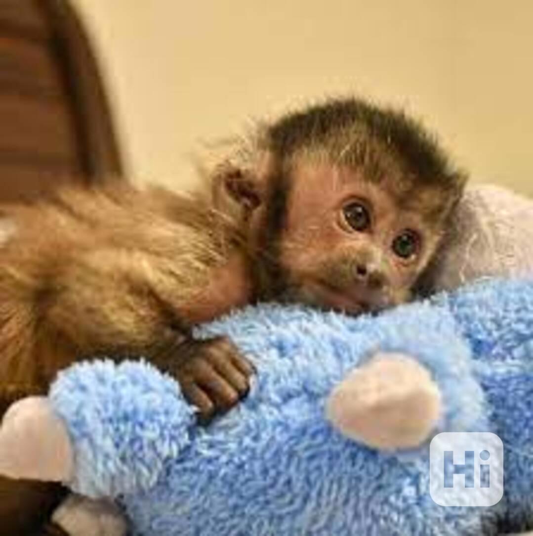 Prodám samce a samičku kapucínské opice - foto 1