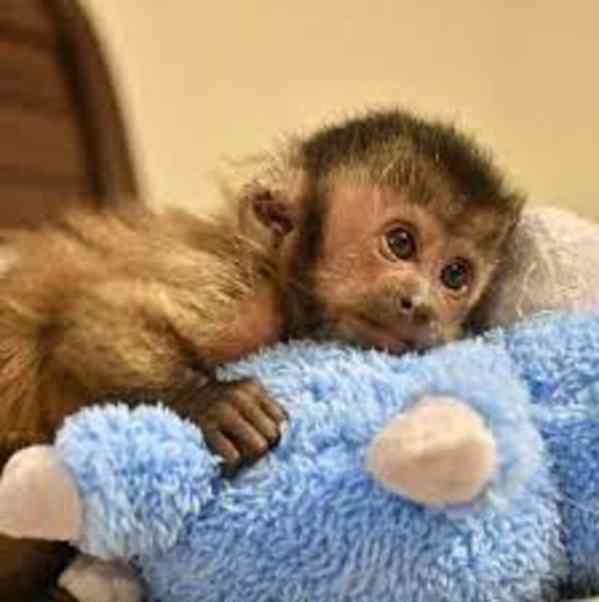 Prodám samce a samičku kapucínské opice - foto 1