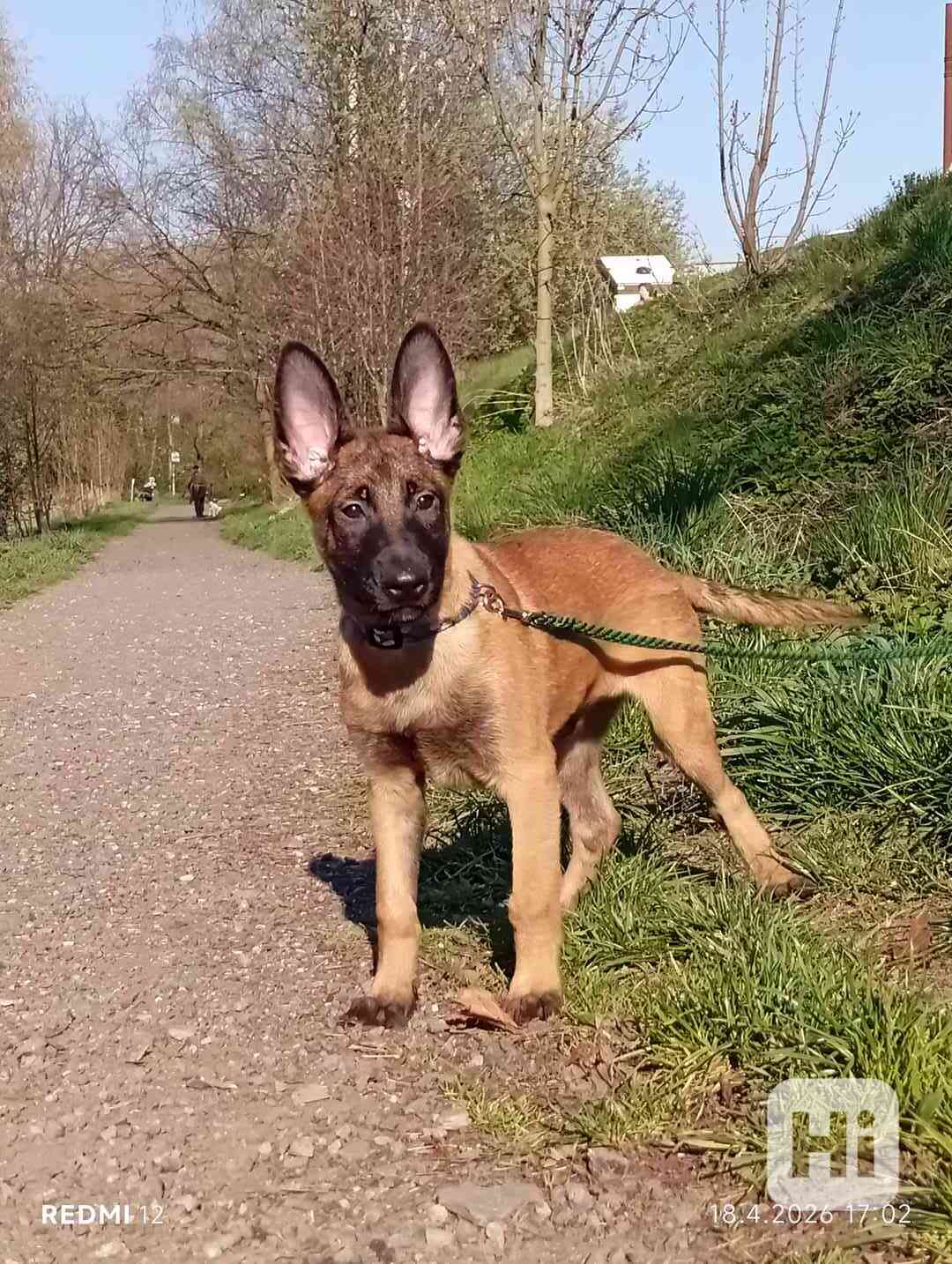 Belgický ovčák malinois s PP - foto 1