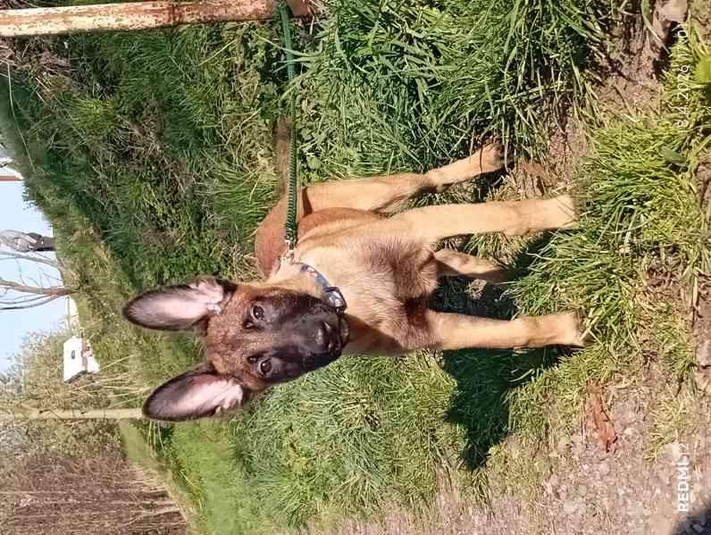 Belgický ovčák malinois s PP - foto 3
