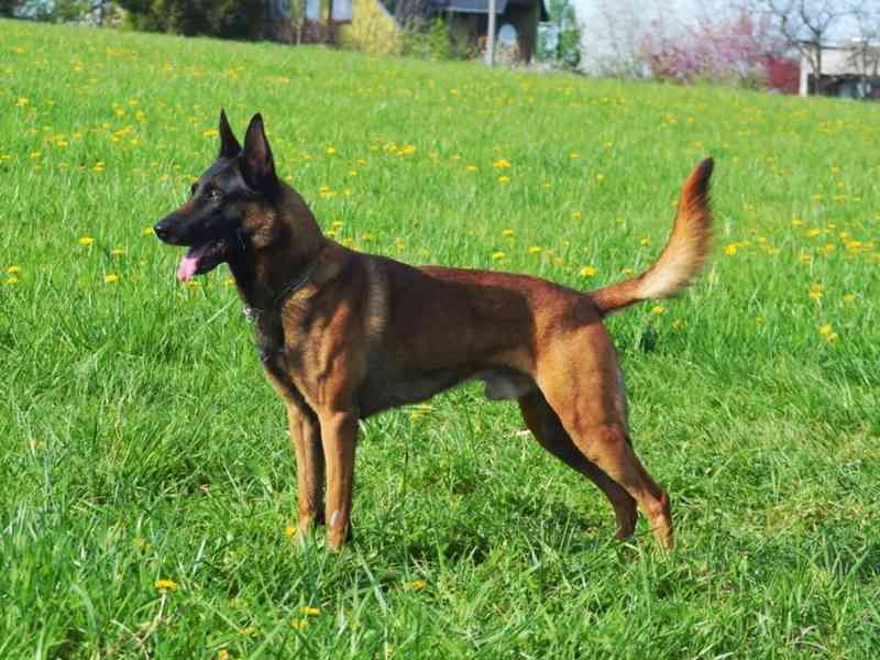 Belgický ovčák malinois s PP - foto 6