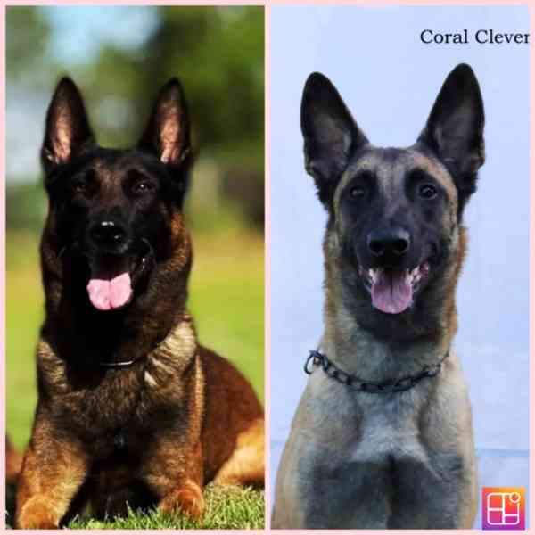 Belgický ovčák malinois s PP - foto 5