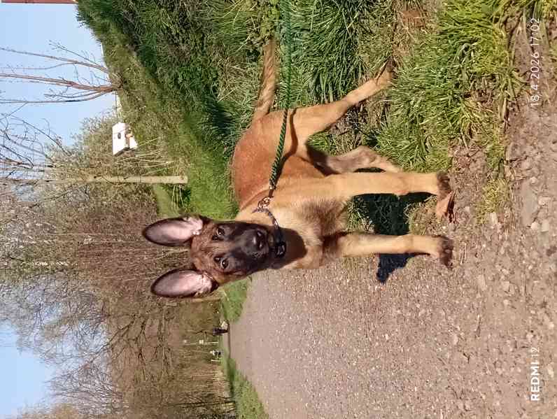 Belgický ovčák malinois s PP - foto 1