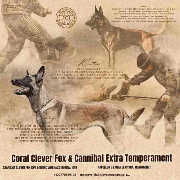 Belgický ovčák malinois s PP - foto 4