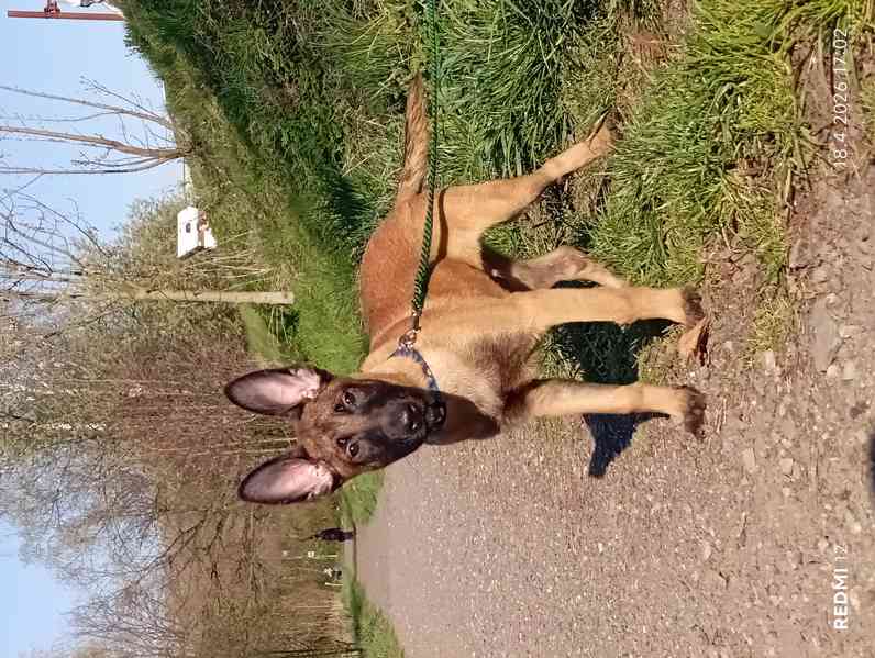 Belgický ovčák malinois s PP - foto 2
