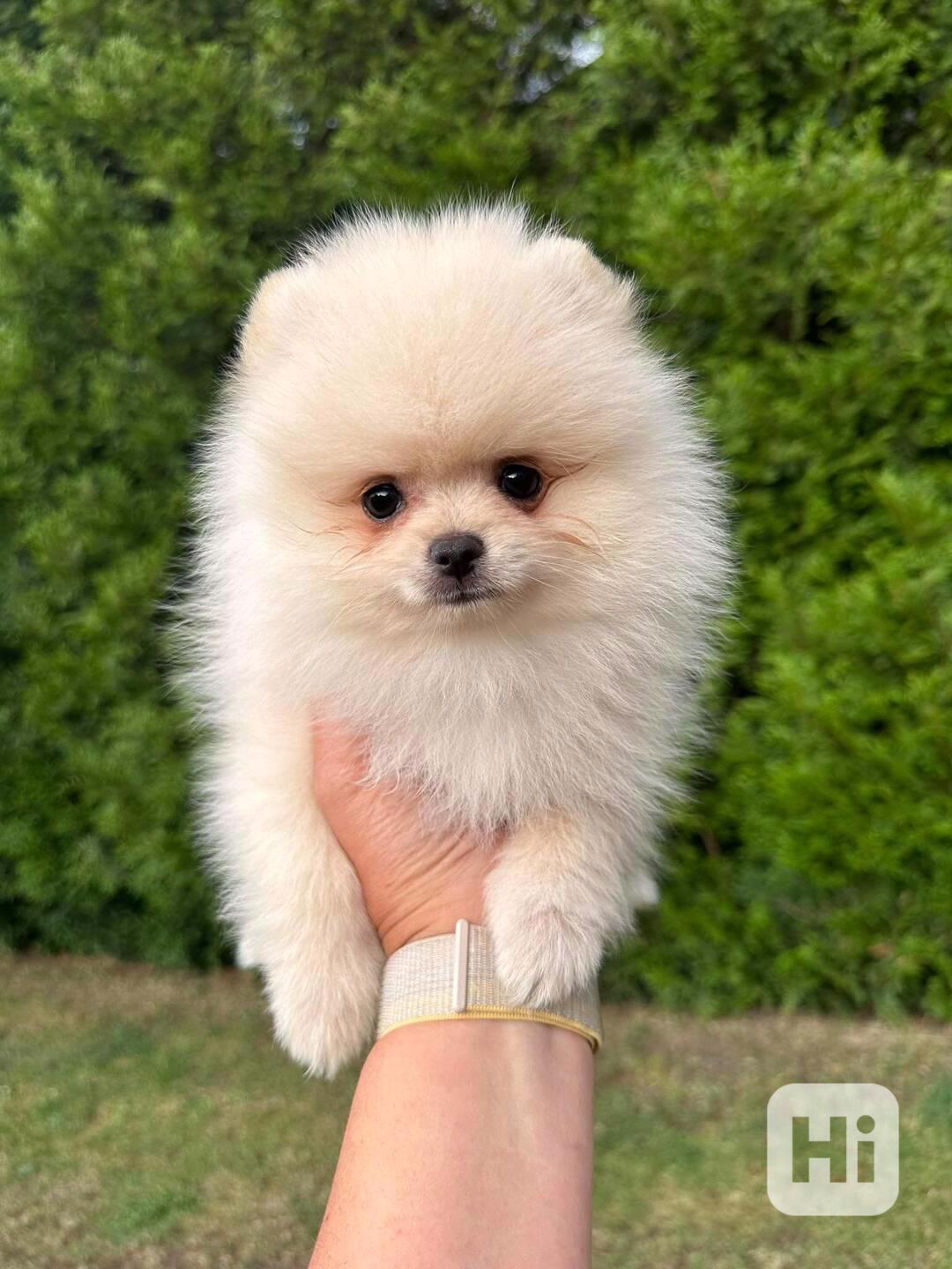 Pomerian štěnátka - foto 1