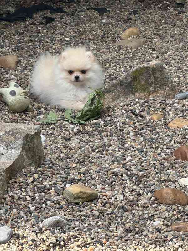 Pomerian štěnátka - foto 3