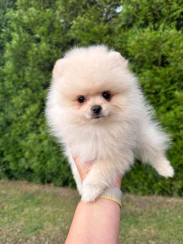 Pomerian štěnátka - foto 2