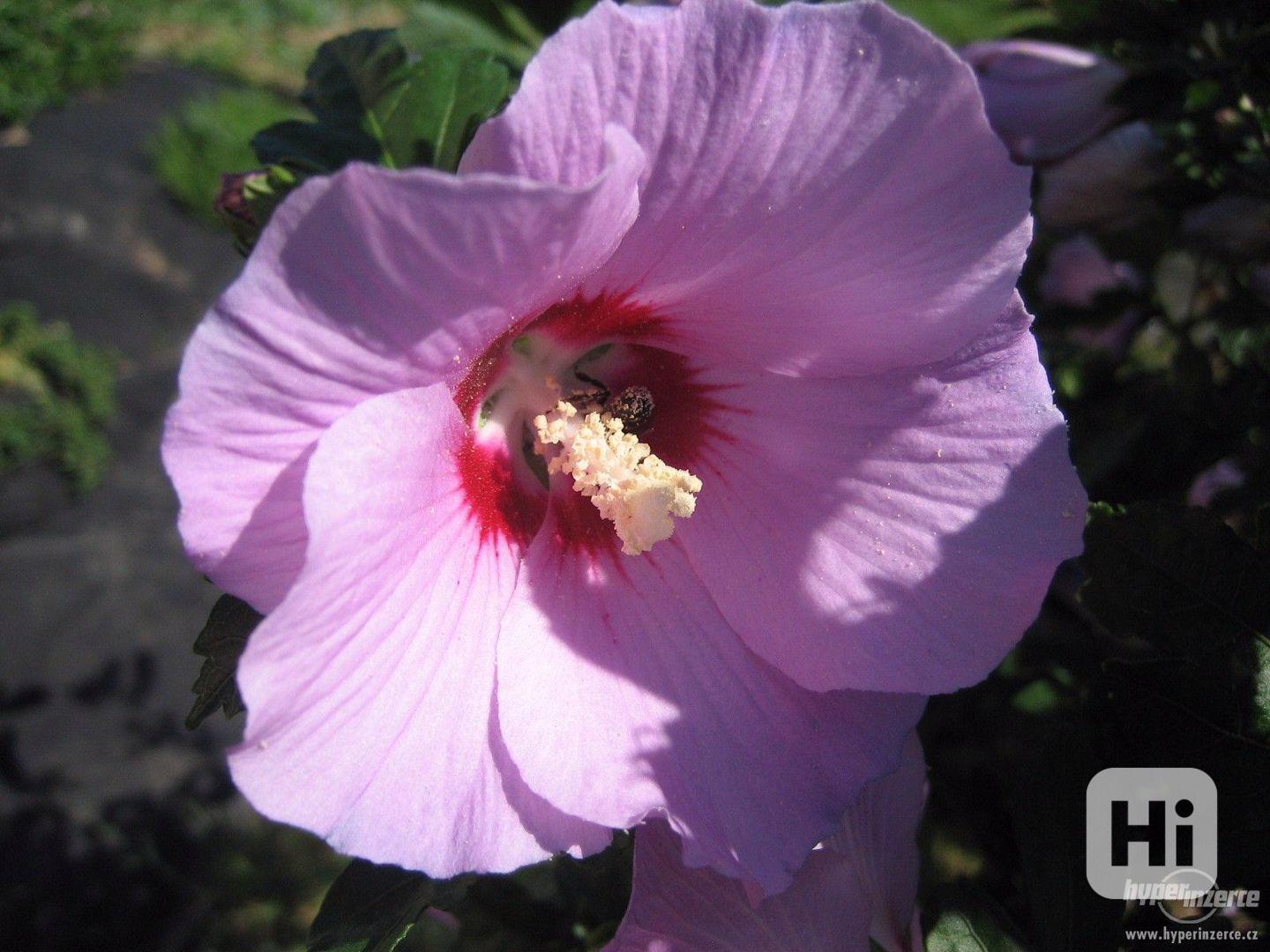 IBIŠEK VENKOVNÍ mrazuvzdorné několik druhů - barev květů - foto 1
