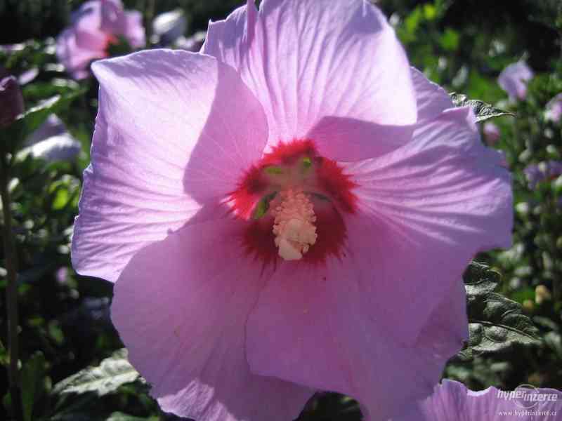 IBIŠEK VENKOVNÍ mrazuvzdorné několik druhů - barev květů - foto 2