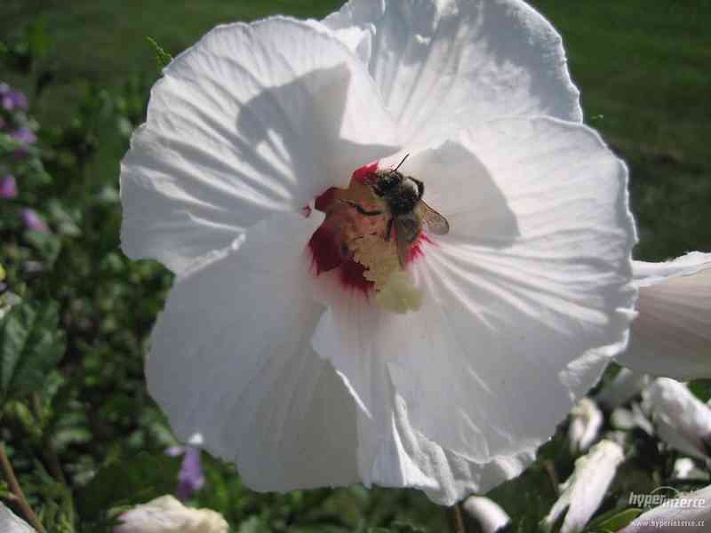 IBIŠEK VENKOVNÍ mrazuvzdorné několik druhů - barev květů - foto 5
