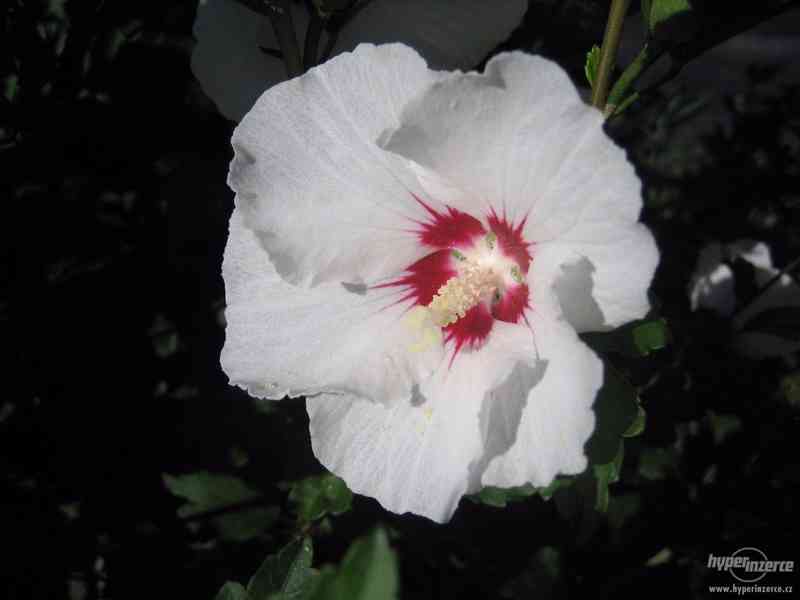 IBIŠEK VENKOVNÍ mrazuvzdorné několik druhů - barev květů - foto 8