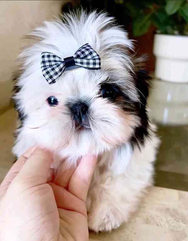 Dárek štěňátka shih tzu k adopci zdarma - foto 1