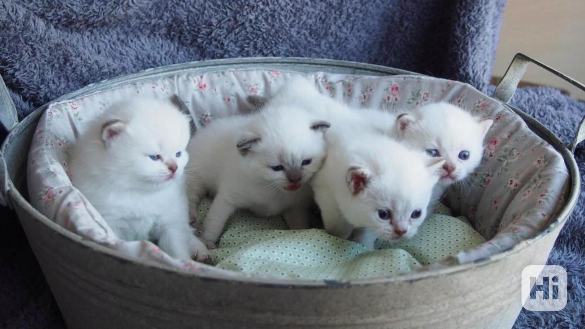 ragdoll koťata - foto 1