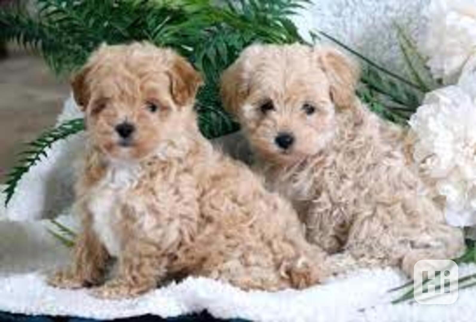Štěňata Maltipoo připravena do nového domova Štěňátka Maltip - foto 1