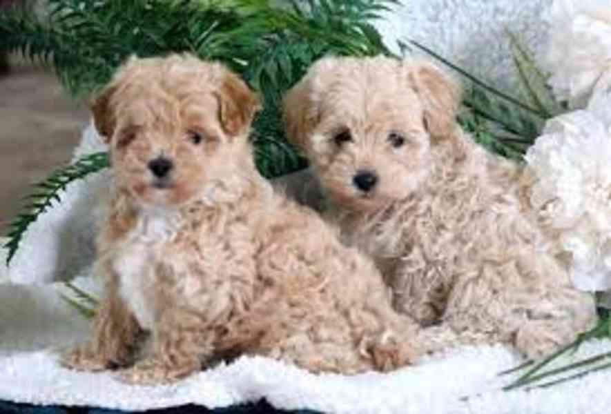 Štěňata Maltipoo připravena do nového domova Štěňátka Maltip - foto 1