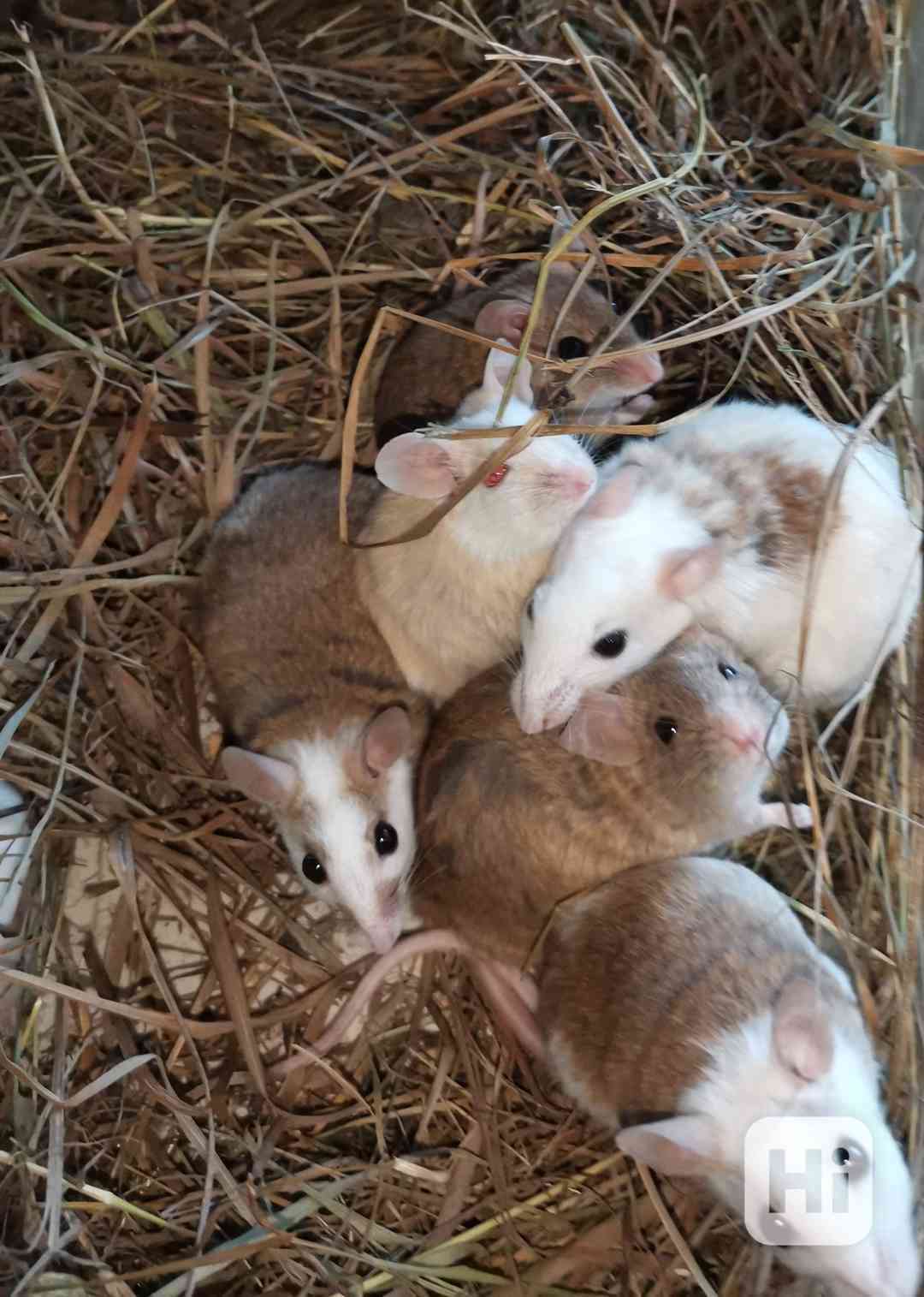 Mastomyš  - foto 1