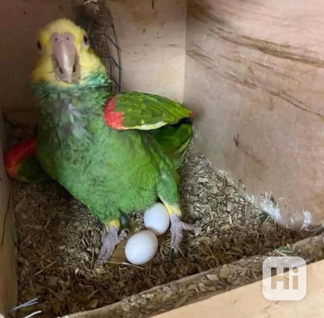 Čerstvá oplozená vejce papoušků a papoušci na prodej - foto 1