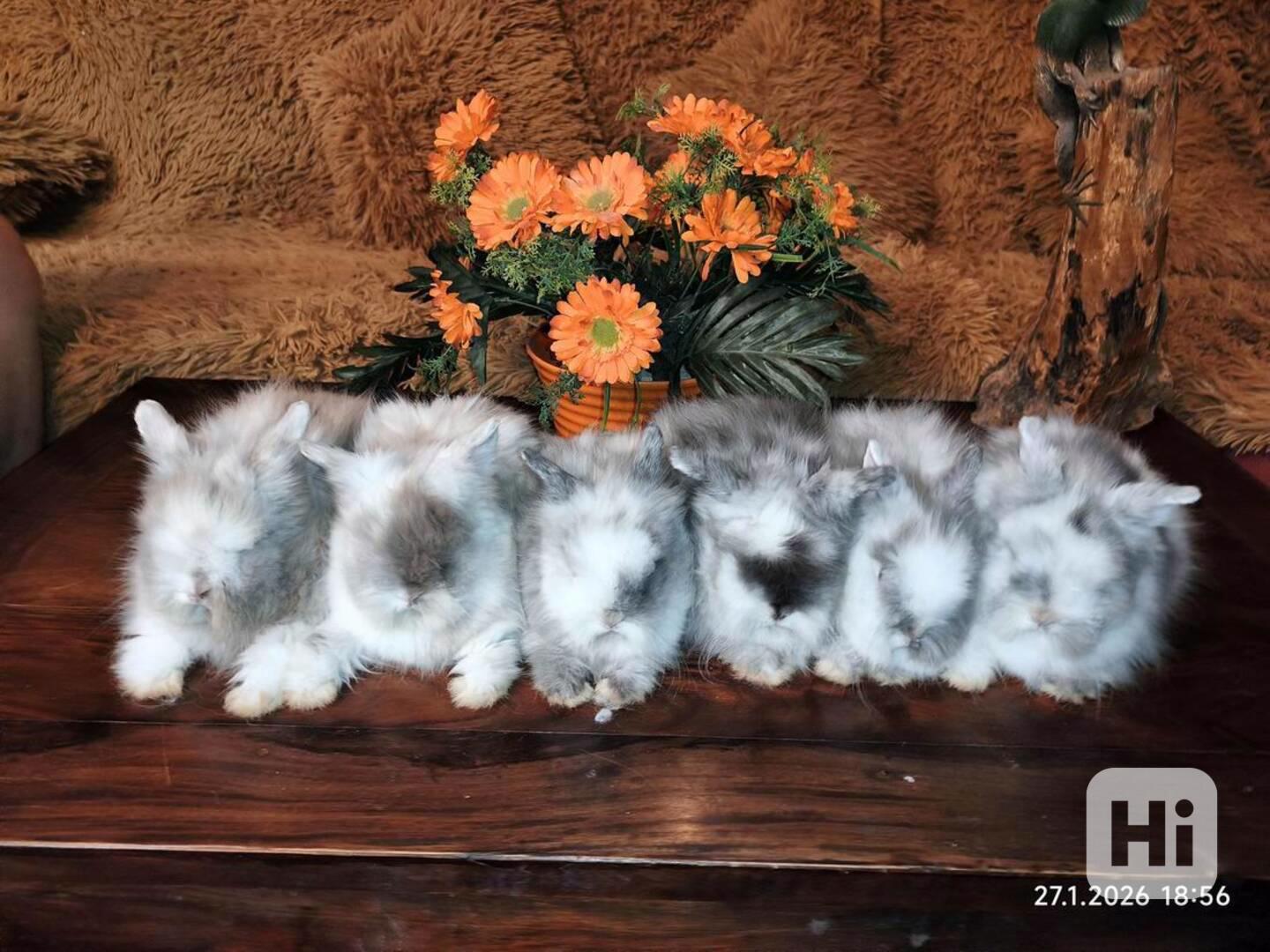 Teddy králíčci zakrslí dlouhosrstí - foto 1