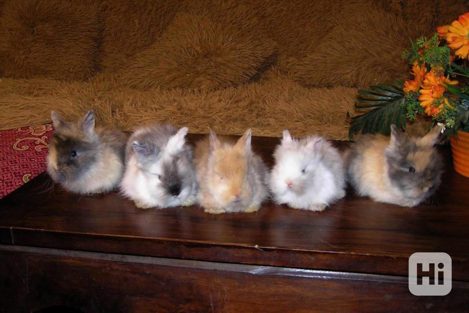 Teddy králíčci zakrslí dlouhosrstí - foto 1